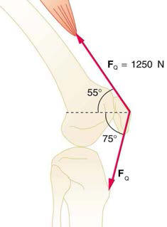 knee joint; constant tension in tendon