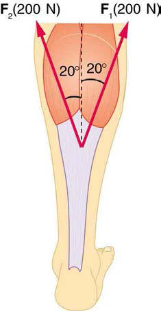 calf muscles supporting weight