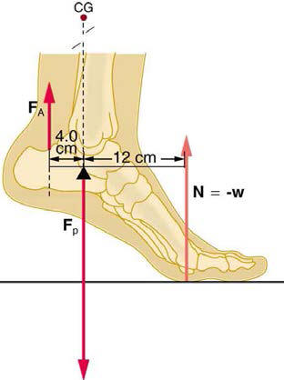 tension in the achilles tendon lifts the heel 