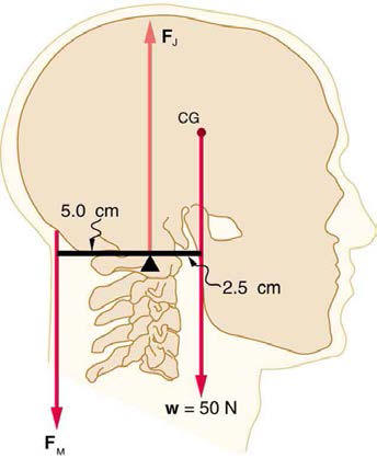 muscular force and vertebral support to hold head erect