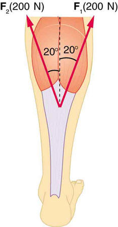 Forces exerted on Achilles tendon b gastrocnemius muscle.